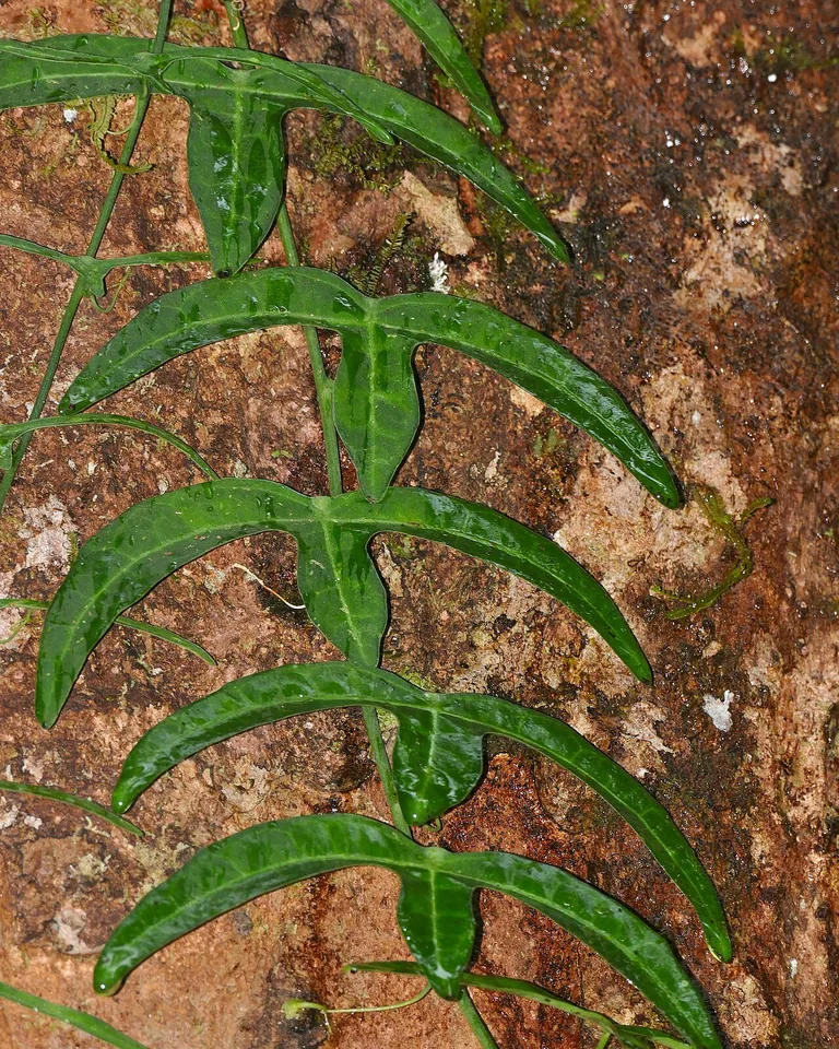 11 Window Painting Ideas for Beautiful Painted Glass (Easy DIY Guide) 4 Green climbing vines with leaves painted along window edges