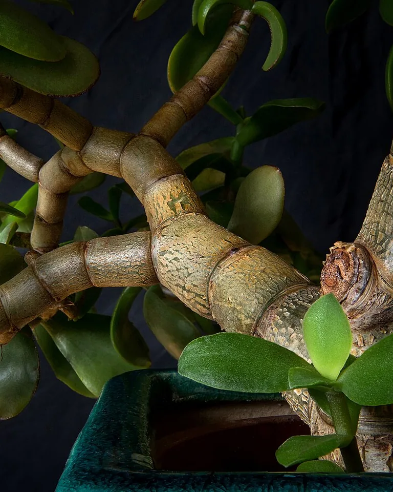12 Southwestern Bathroom Ideas That Bring Desert Warmth Into Your Home 13 Snake plant in a handmade clay pot on a bathroom shelf