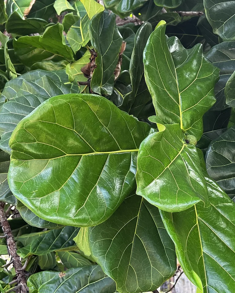 12 Greenery Bedroom Ideas That Make Your Room Feel Alive 5 Tall fiddle leaf fig tree in a bedroom corner beside the bed