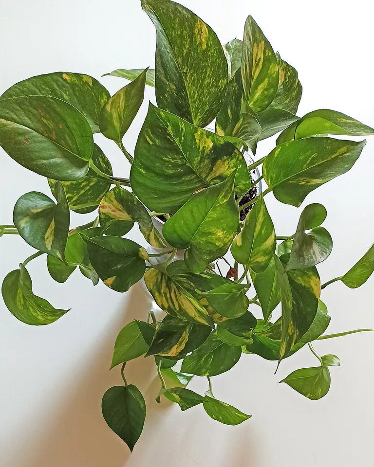 12 Greenery Bedroom Ideas That Make Your Room Feel Alive 4 Trailing pothos vines cascading from a high wall shelf