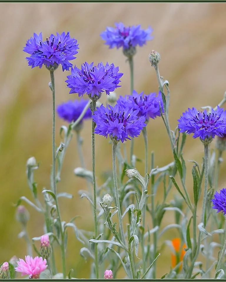 How to Make Your Home Smell Amazing Without Air Fresheners (11 Natural Ways) 15 Dried lavender bundles arranged in a vase as natural home fragrance
