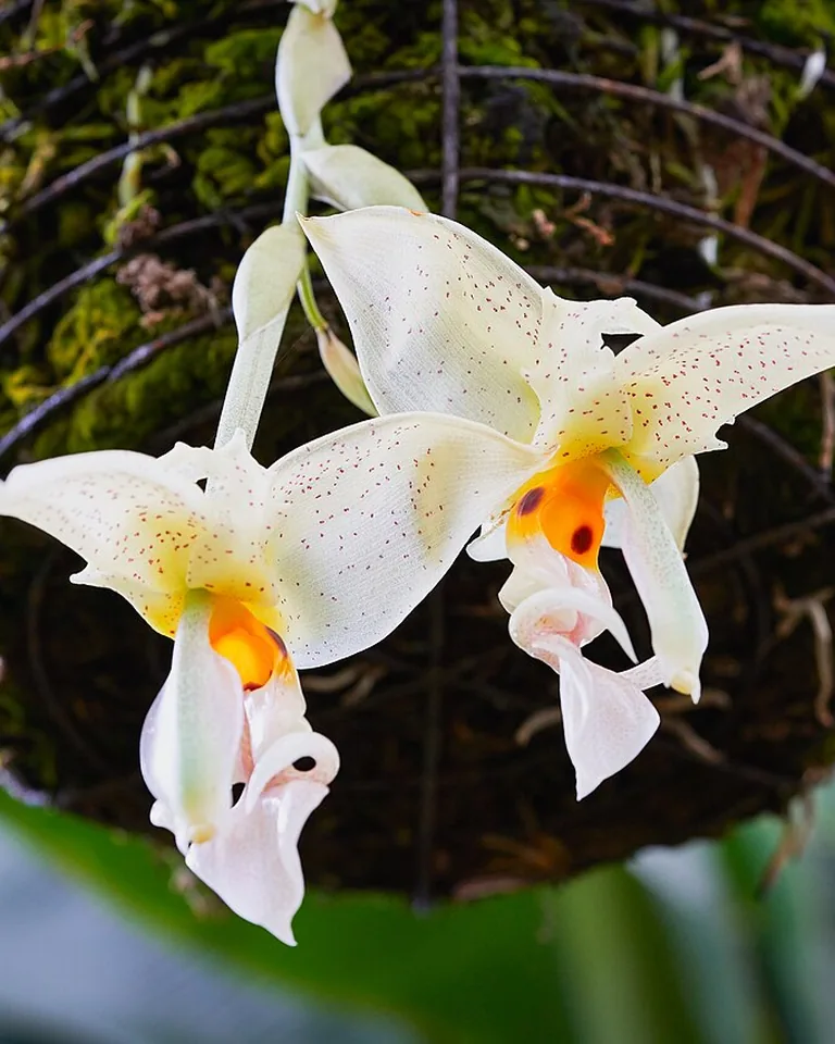How to Make Your Home Smell Amazing Without Air Fresheners (11 Natural Ways) 11 Fragrant indoor houseplants including jasmine and lavender near a sunny window